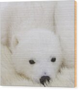 Polar Bear Cub Cuddling Against Mother Wood Print