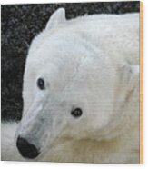 Polar Bear Face Wood Print