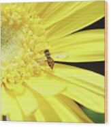 Pollinator And Daisy Wood Print