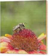 Pollinator And Flower Wood Print