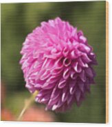 Pompon Dahlia Wood Print