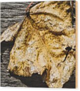 Poplar Leaf On Barn Wood - 2 Wood Print