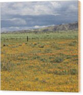 Poppies Field In Antelope Valley Wood Print