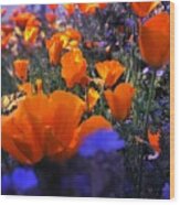 Poppies Popping Wood Print
