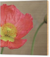 Poppy Bloom And Bud Wood Print