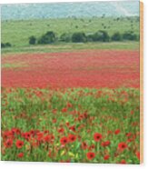 Poppy Field And Cows Wood Print