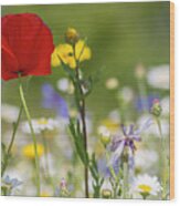 Poppy In Meadow Wood Print