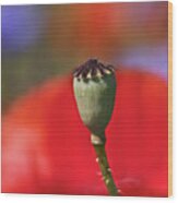Poppy Seed Capsule Wood Print