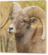 Portrait Of A Bighorn Sheep Ram In Fall Colors Wood Print