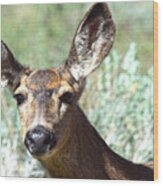 Portrait Of A Doe Wood Print