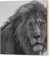 Portrait Of A Lion Wood Print