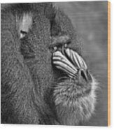 Portrait Of A Mandrill Black And White Version Wood Print