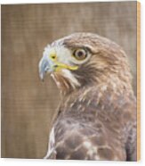 Portrait Of A Red-tailed Hawk Wood Print