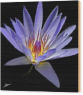 Portrait Of A Water Lily No. 1 Wood Print