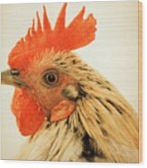 Portrait Of A Wild Rooster Wood Print