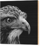 Portrait Of Common Buzzard In Black And White Wood Print