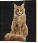 Portrait Of Ginger Maine Coon Cat Isolated On Black Background Wood Print