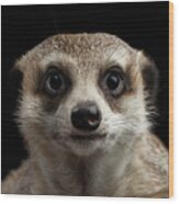 Portrait Of Meerkat On Black Background Wood Print