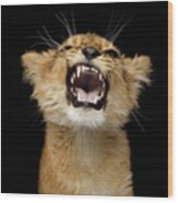 Portrait Of Roaring Little Lion Wood Print