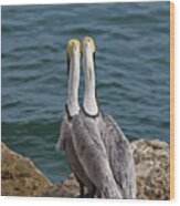 Posing Pelican Pals Wood Print