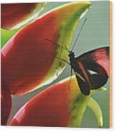 Postman Butterfly's Search Wood Print