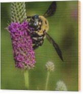 Prairie Clover And The Bee Wood Print