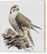 Prairie Falcon Wood Print