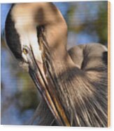 Preening Those Feathers Wood Print