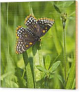 Baltimore Checkerspot Butterfly I Wood Print