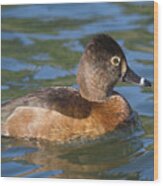 Pretty Ring-necked Duck Wood Print