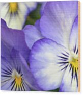 Pretty Violas Wood Print