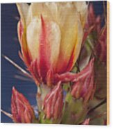 Prickly Pear Flower Wood Print