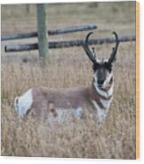 Pronghorn Antelope Wood Print