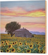 Provence, Sunflowers Wood Print