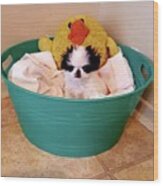 Puppy In A Bucket, Japanese Chin Wood Print