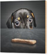 Puppy Longing For A Treat Wood Print