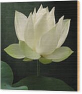 Pure Lotus Wood Print
