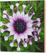 Purple And White Flowers 4  Wc Wood Print