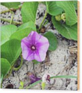 Purple Beach Flower Wood Print