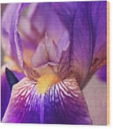 Purple Bearded Iris Wall Art Wood Print