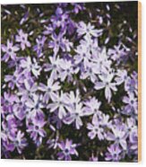 Purple Beauties Wood Print