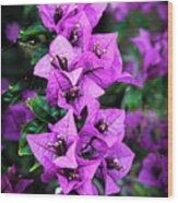 Purple Bougainvillea Wood Print