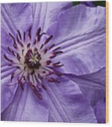 Purple Clematis Blossom Wood Print