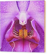 Purple Face In The Orchid. Wood Print