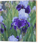 Purple Flags Wood Print