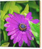 Purple Flower Wood Print