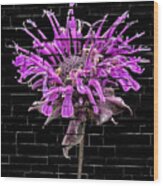 Purple Flower Under Bricks Wood Print