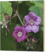 Purple-flowering Raspberry Dsmf0222 Wood Print