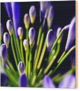 Purple Flowers Wood Print