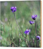 Purple Flowers Wood Print